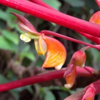 Impatiens macrophylla Gardner ex Hook.